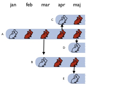 \includegraphics[width=.5\textwidth ]{img/fib.jpg}